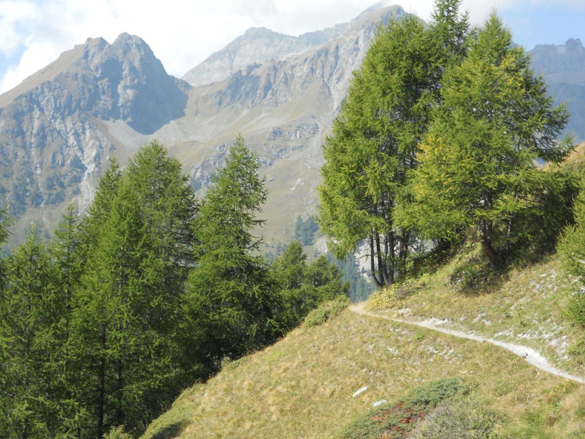 Affittacamere Petit Coeur Champoluc Exteriér fotografie